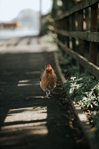 Close-up of bird on railing