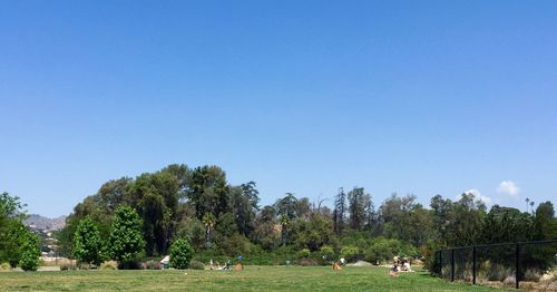 Trees on field against clear blue sky