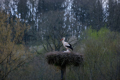 Close up of storks in nest with forest in background