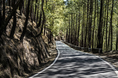 Empty road along trees in forest