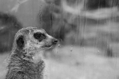 Close-up of meerkat