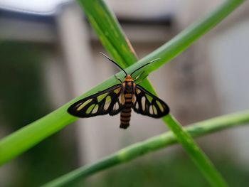 Close-up of butterfly on leaf