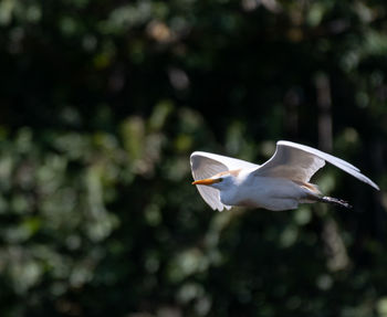 Close-up of a bird flying