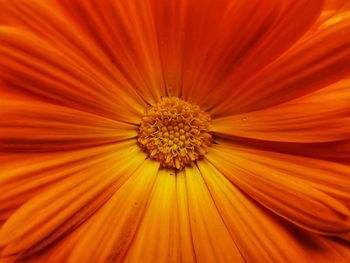 Full frame shot of orange flower