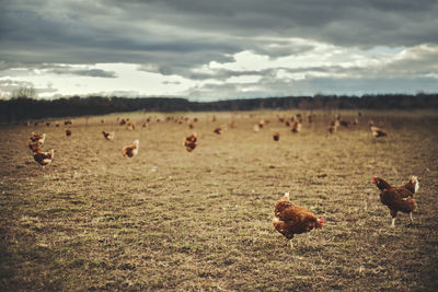 Chickens on field against cloudy sky