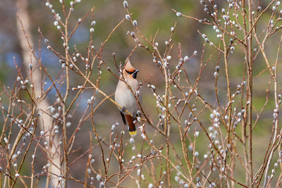 View of bird perching on branch