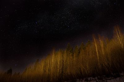 Low angle view of trees against sky at night milkyway