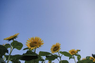 Close-up of sunflower against clear sky