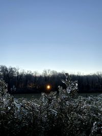 Frozen trees on field against clear sky during winter