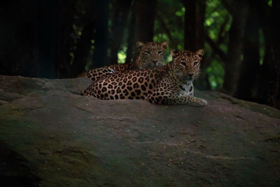 Leopards relaxing on rocks in forest