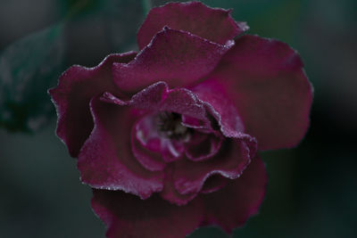Close-up of water drops on rose