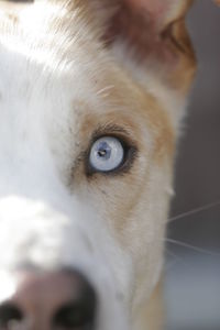 Close-up portrait of dog