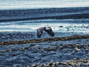 Bird in water