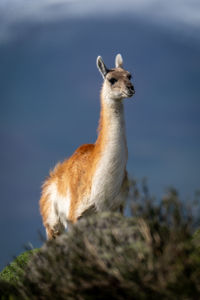 Close-up of deer