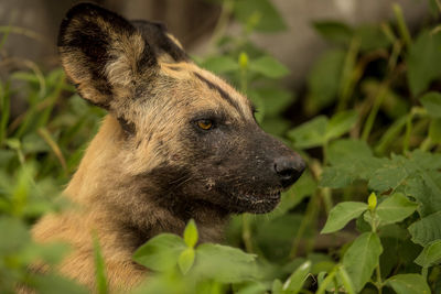 Close-up of a dog looking away