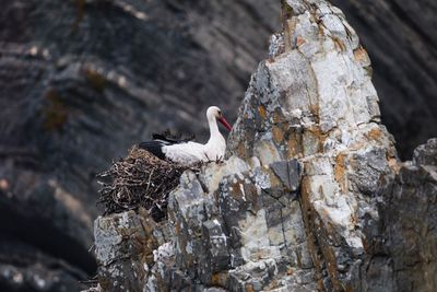 Close-up of bird perching on rock