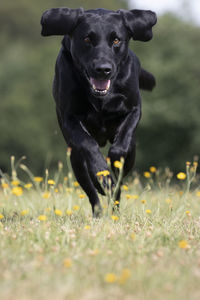 Portrait of black dog running on grassy field