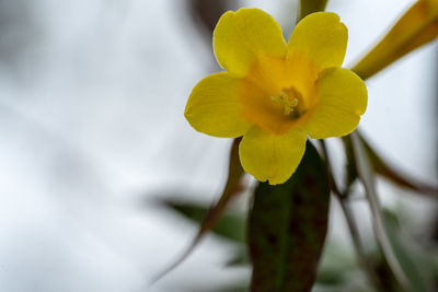 Close-up of yellow flowering plant