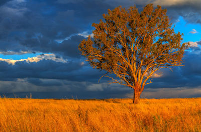 Trees on field against cloudy sky