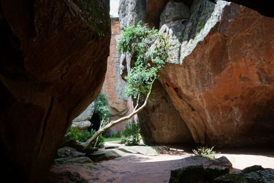 Plants growing in cave