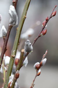 Close-up of flower buds on branch