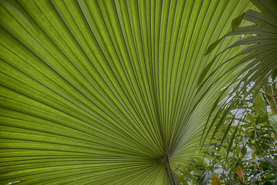 Full frame shot of palm tree