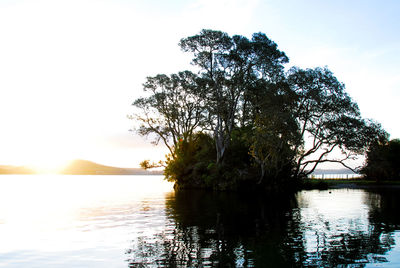 Tree by lake against sky during sunset