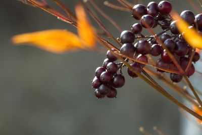 Close-up of berries growing on tree