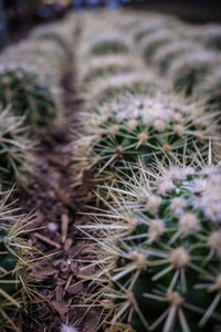 Close-up of plant against blurred background