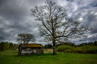 Trees on field against sky