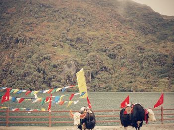 Yaks against lake and mountain