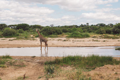 Giraffe standing by the river 