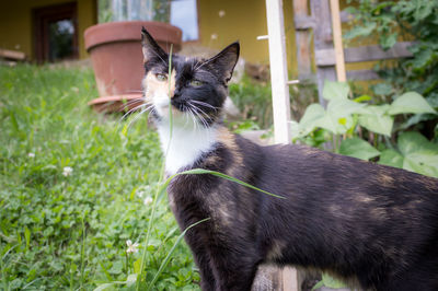 Close-up of cat on grass