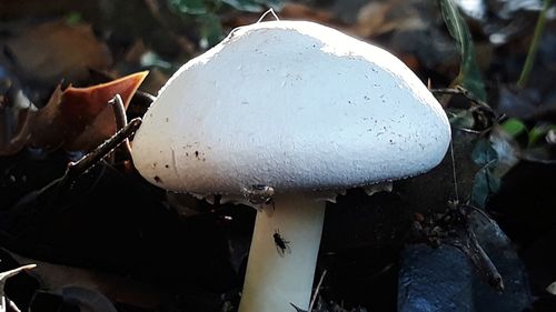 Close-up of mushroom growing on field