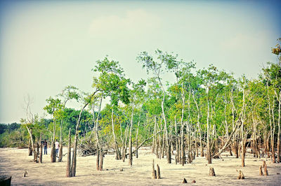 Palm trees on landscape against sky