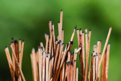 Close-up of plants growing on field