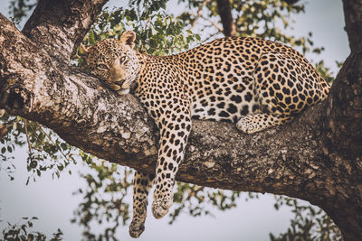 Cat relaxing on tree trunk