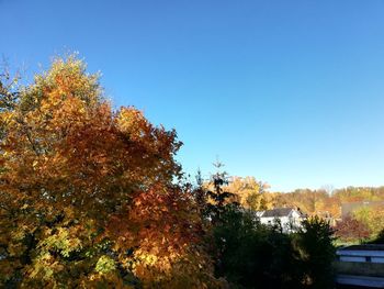 Trees against sky during autumn