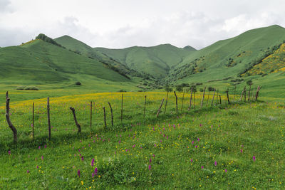 Scenic view of field against sky