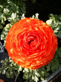 Close-up of red flower blooming outdoors