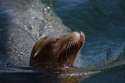 Close-up of seal swimming