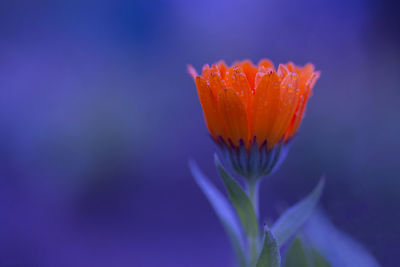 Close-up of blue flower blooming outdoors