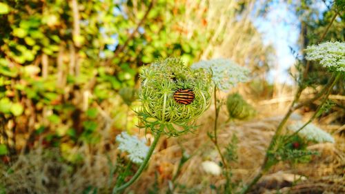 Close-up of insect on plant