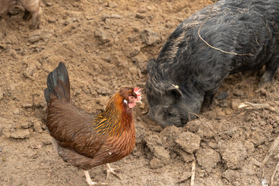 Feldkirch, austria, february 17, 2024 mini pig and a rooster in a wild life park