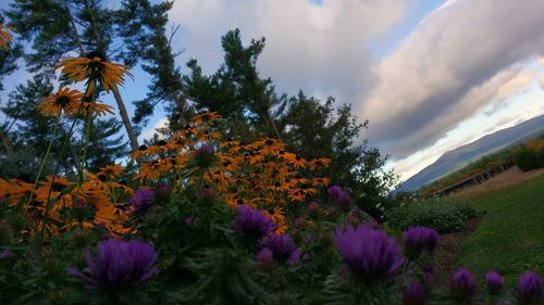 Flowers blooming in field