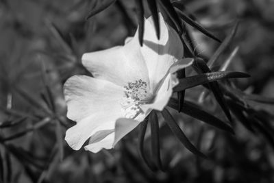 Close-up of flower blooming outdoors