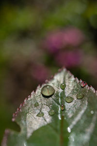 Close-up of water drops on plant leaves