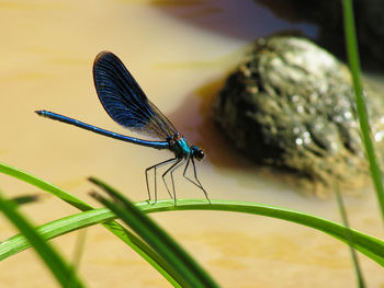 Close-up of dragonfly on leaf