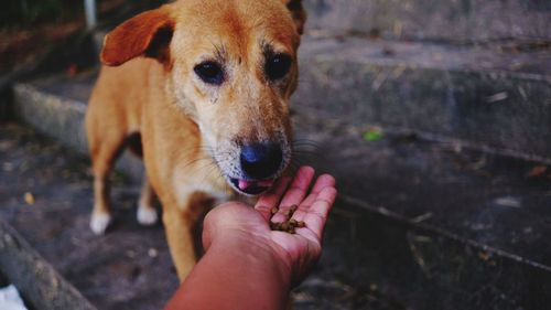 Close-up of hand holding dog