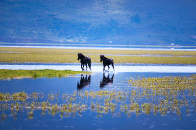 Horses running in water